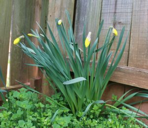 photo of yellow flowers beginning to bloom