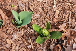 photo of small plants in a garden