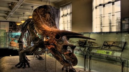 dinosaur fossil